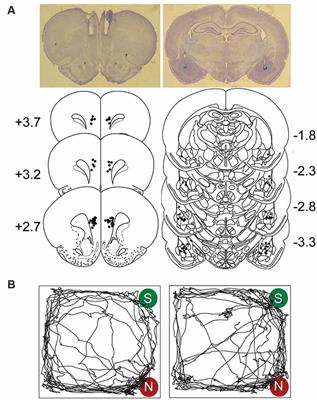 Amygdala, Medial Prefrontal Cortex and Glucocorticoid Interactions Produce Stress-Like Effects on Memory